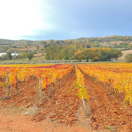 Il Canto Tra Vigne E Ulivi