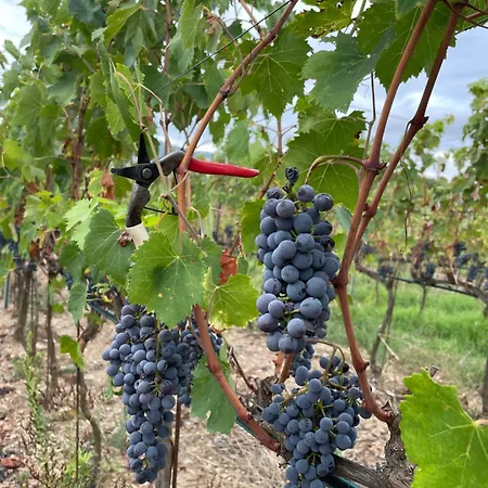 Il Canto Tra Vigne E Ulivi * 马萨马里蒂马