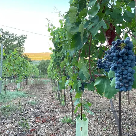 Il Canto Tra Vigne E Ulivi